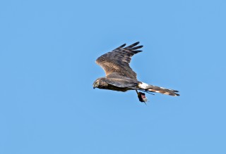 Moták lužní, samice s kořistí