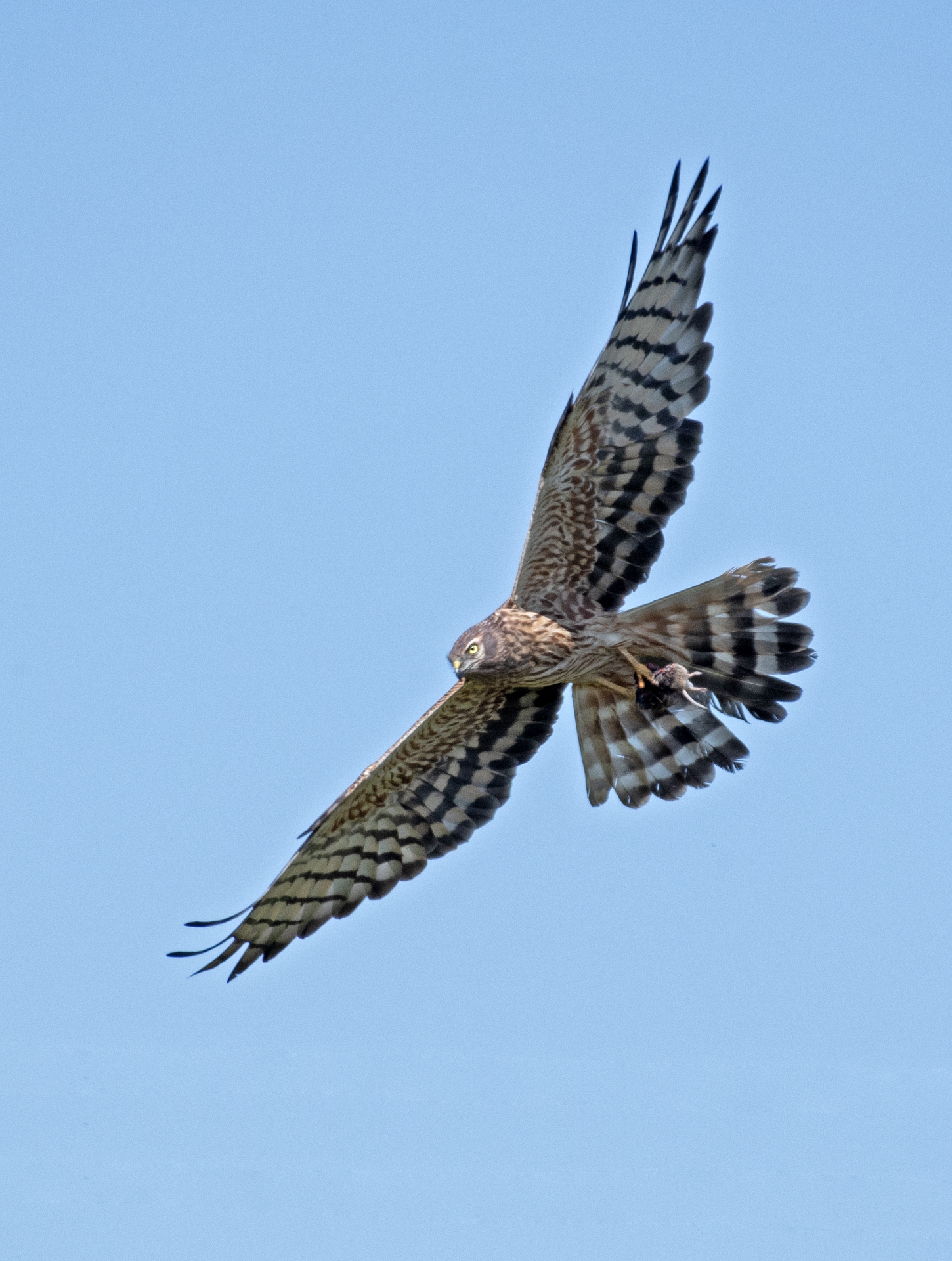 Moták lužní, samice s kořistí