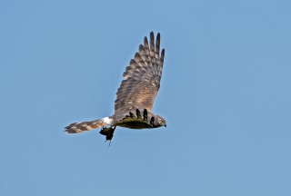 Moták lužní, samice s kořistí