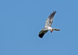 Moták lužní, samec s kořistí