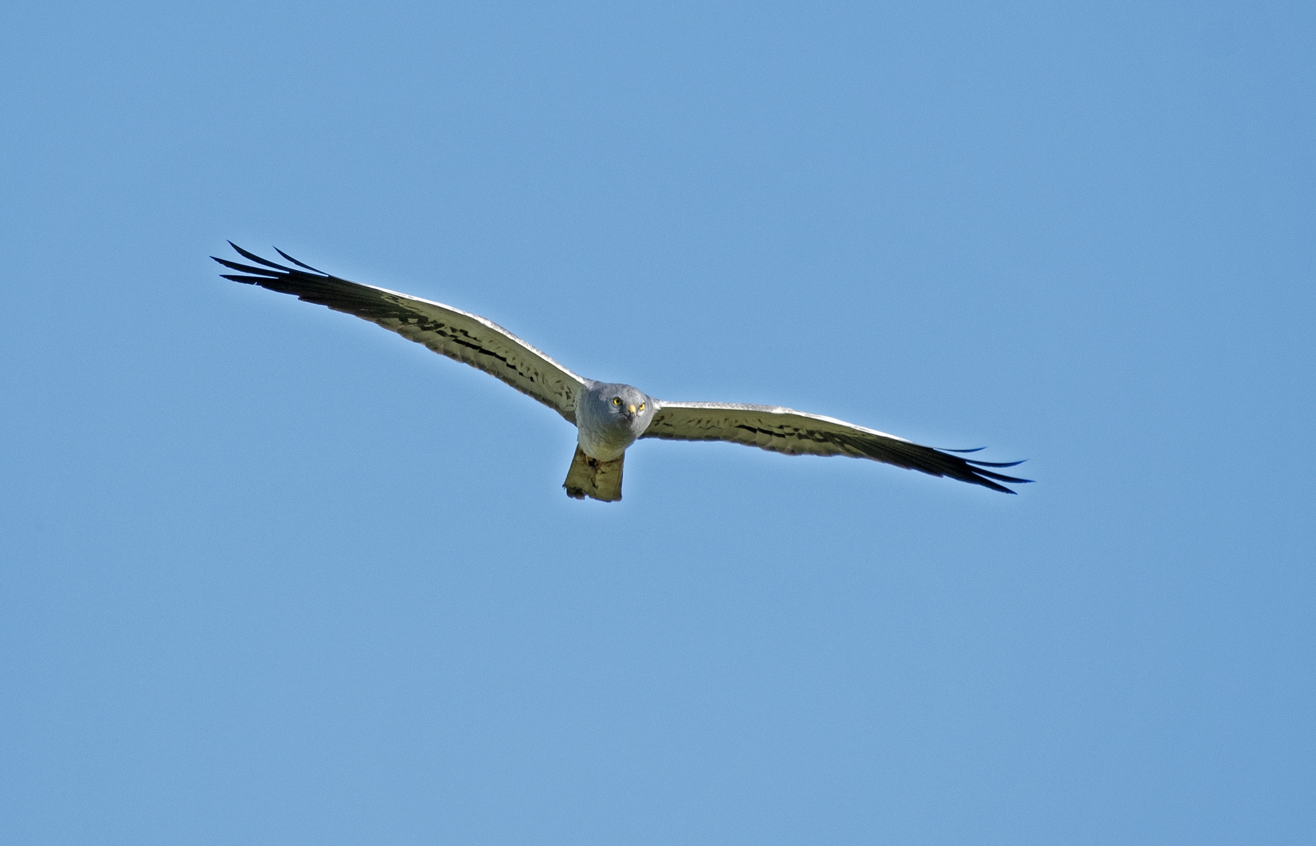 Moták lužní, samec