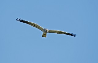 Moták lužní, samec