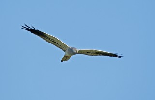 Moták lužní, samec