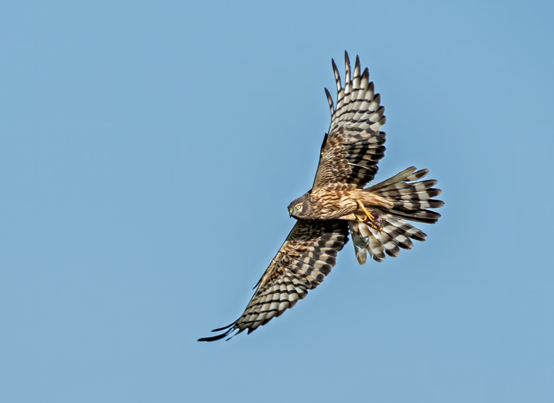 Moták lužní, samice s kořistí