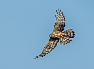 Moták lužní, samice s kořistí