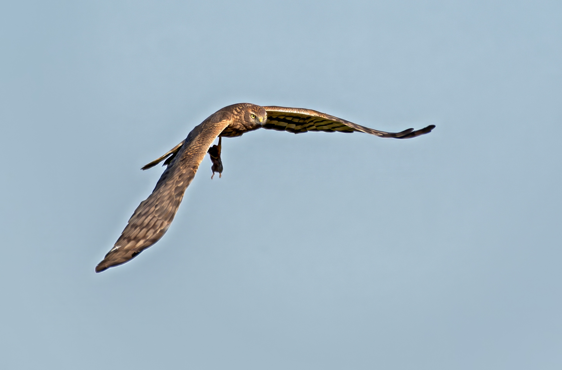 Moták lužní, samice s kořistí
