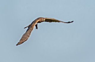 Moták lužní, samice s kořistí