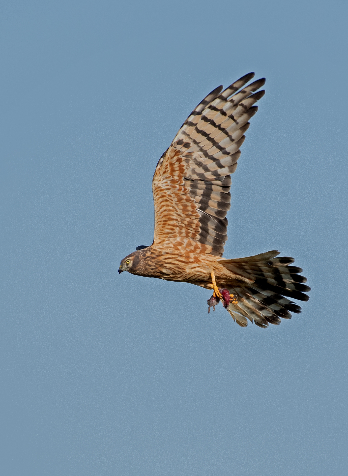 Moták lužní, samice s kořistí