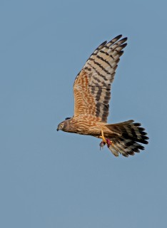 Moták lužní, samice s kořistí