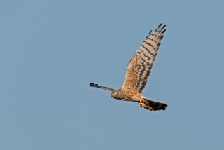 Moták lužní, samice s kořistí