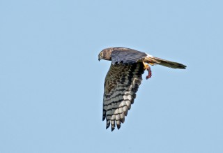 Moták lužní, samice s kořistí