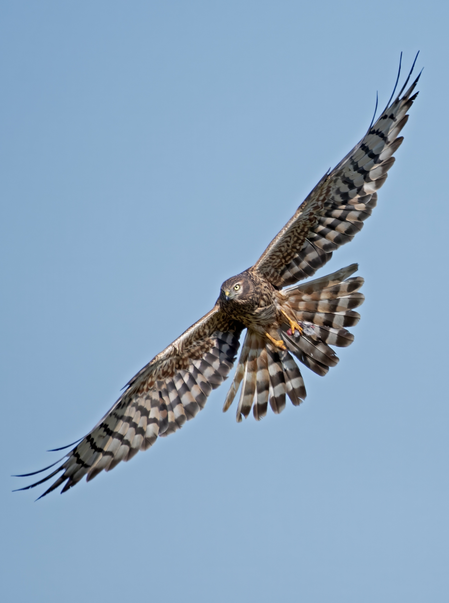 Moták lužní, samice s kořistí