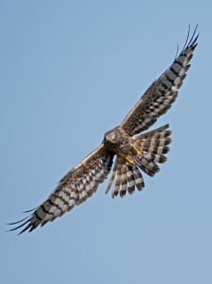 Moták lužní, samice s kořistí