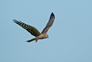 Moták lužní, samice s kořistí