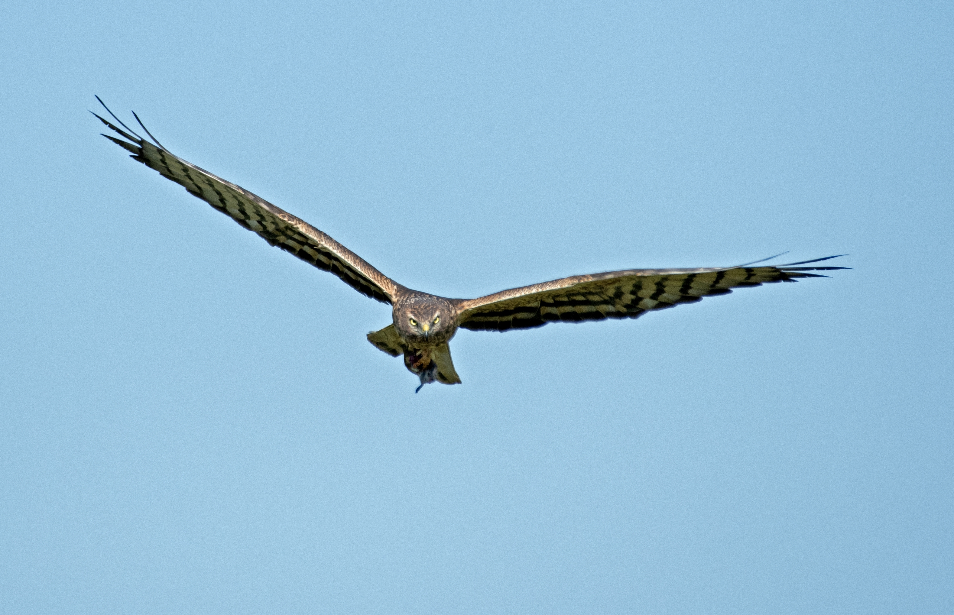 Moták lužní, samice s kořistí