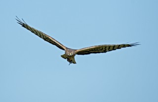 Moták lužní, samice s kořistí