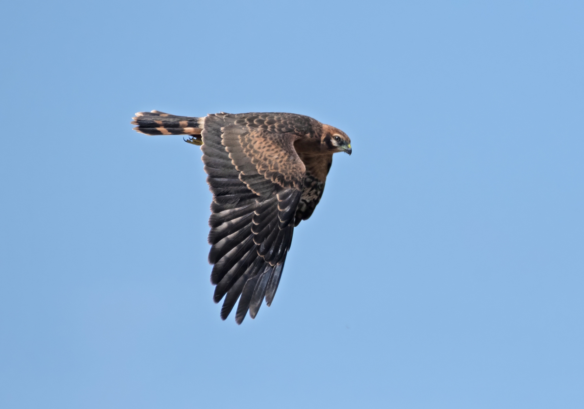 Moták lužní, samice