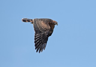 Moták lužní, samice