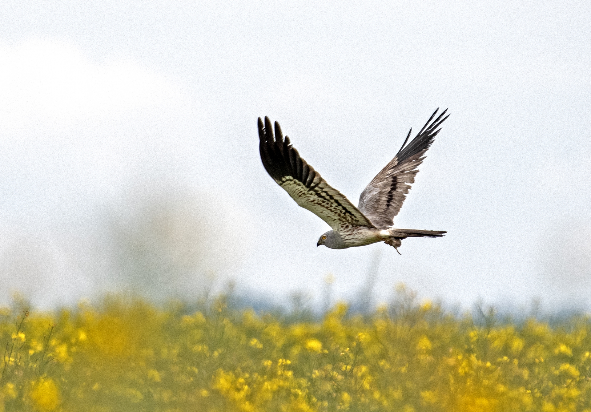 Moták lužní, samec
