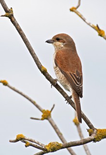 Ťuhýk obecný, samička