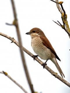 Ťuhýk obecný, samička