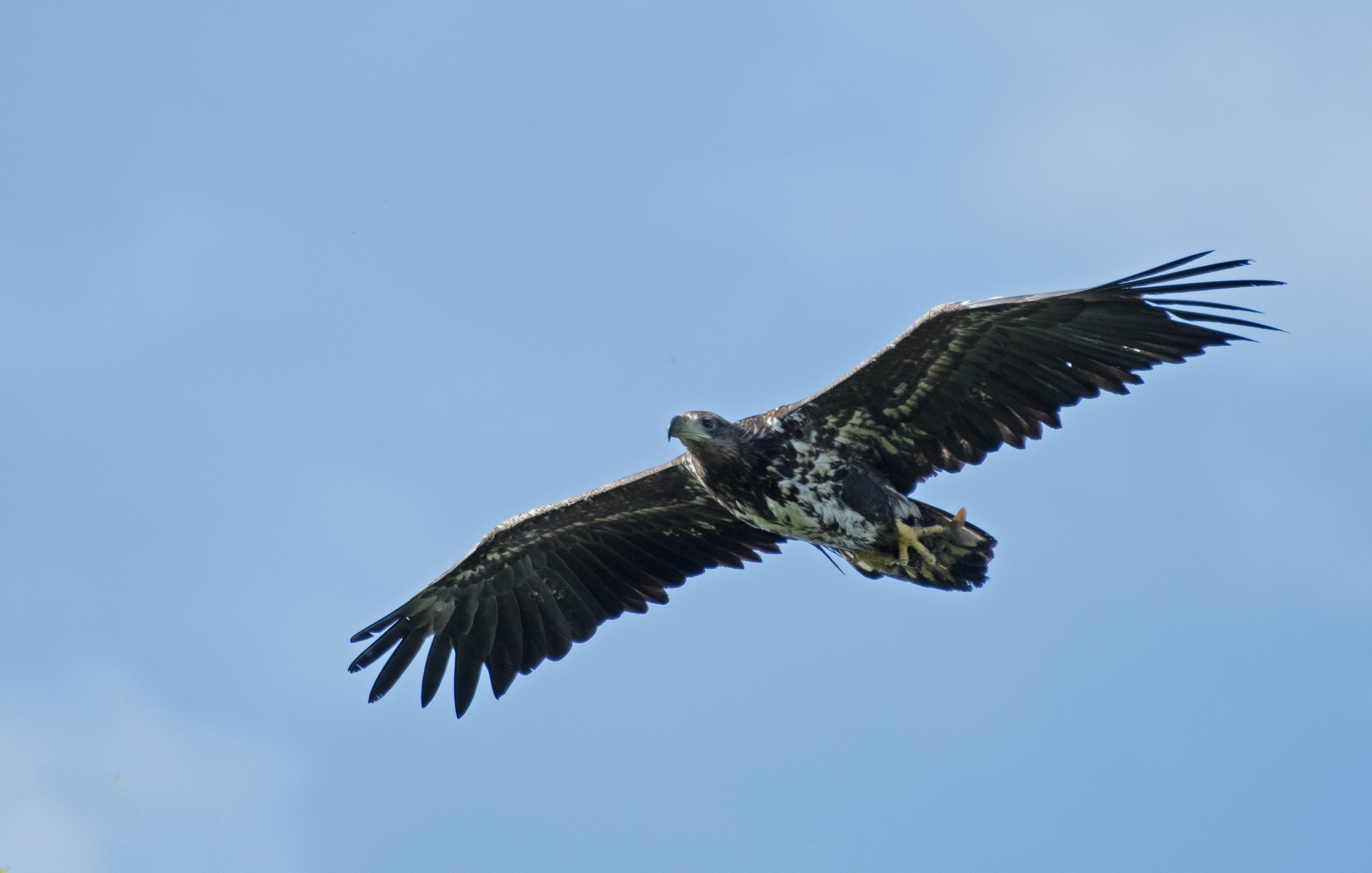 Orel mořský s ulovenou rybou