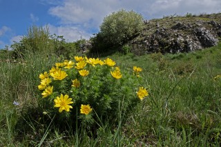 Hlaváček jarní na Pálavě