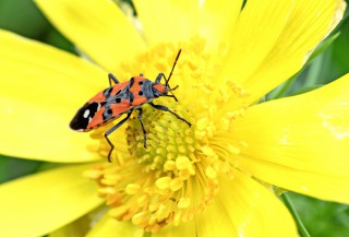 Melanerythrus mactans