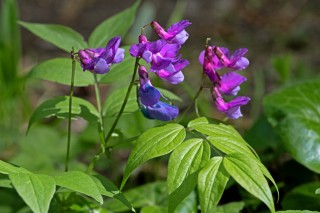 Hrachor lecha jarní