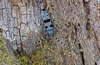 Tesařík alpský, samička kladoucí vajíčka