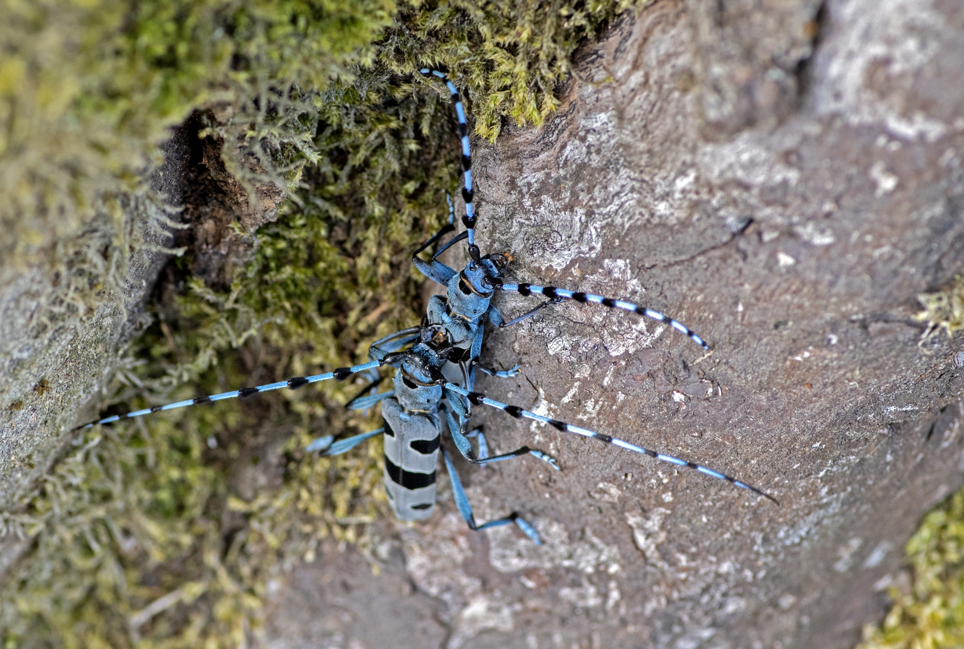Tesaříci alpští, páření