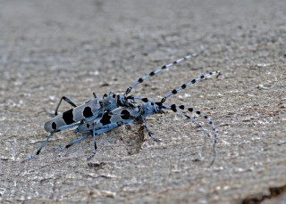 Tesaříci alpští, páření