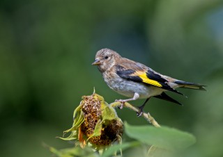 Mladý stehlík obecný