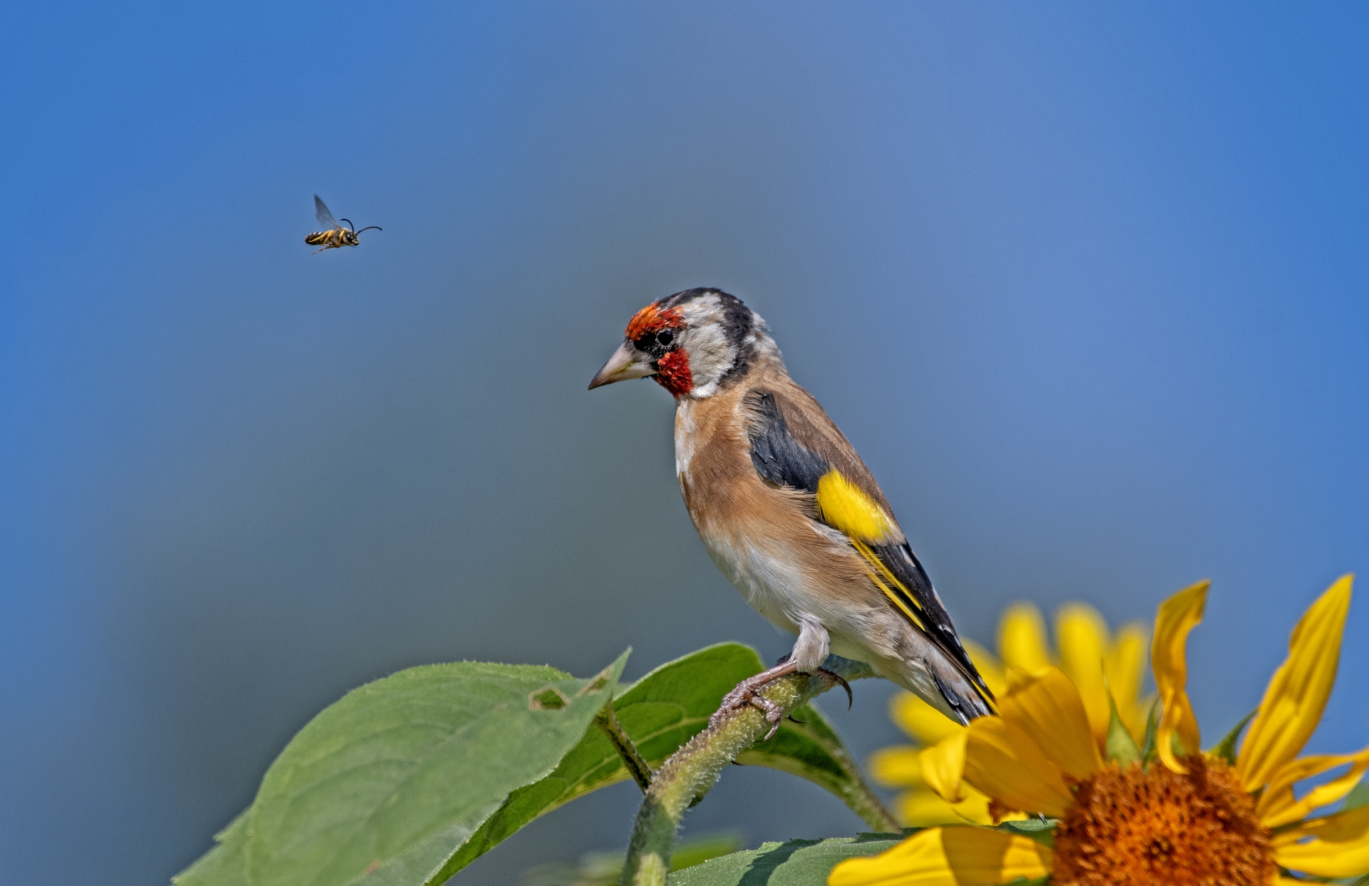 Stehlík obecný a stepnice dlouhorohá