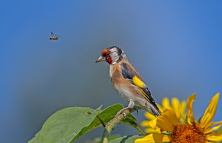 Stehlík obecný a stepnice dlouhorohá