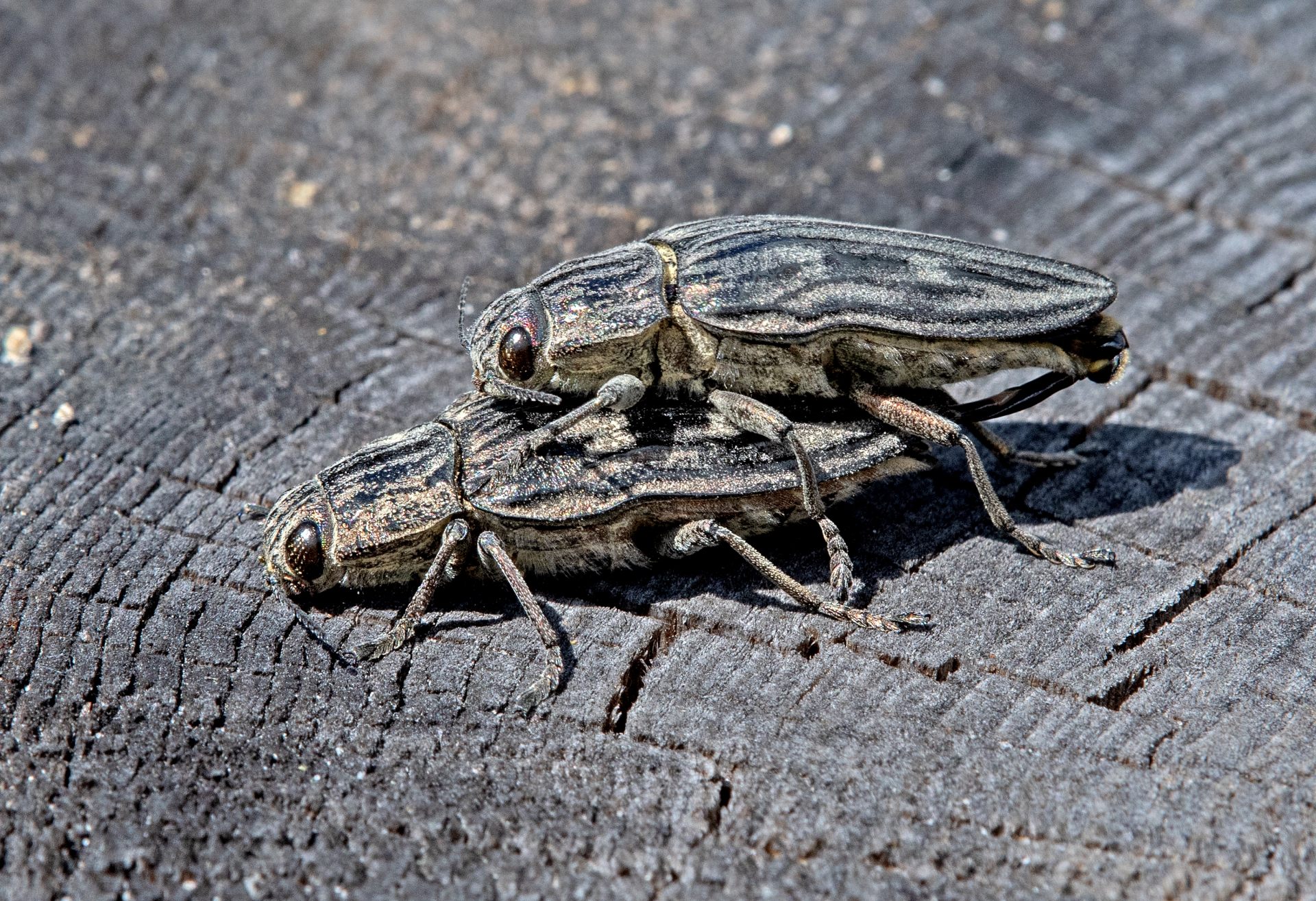 Krasec měďák, páření