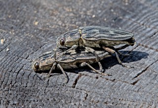 Krasec měďák, páření