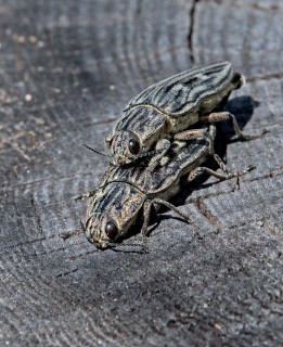 Krasec měďák, páření