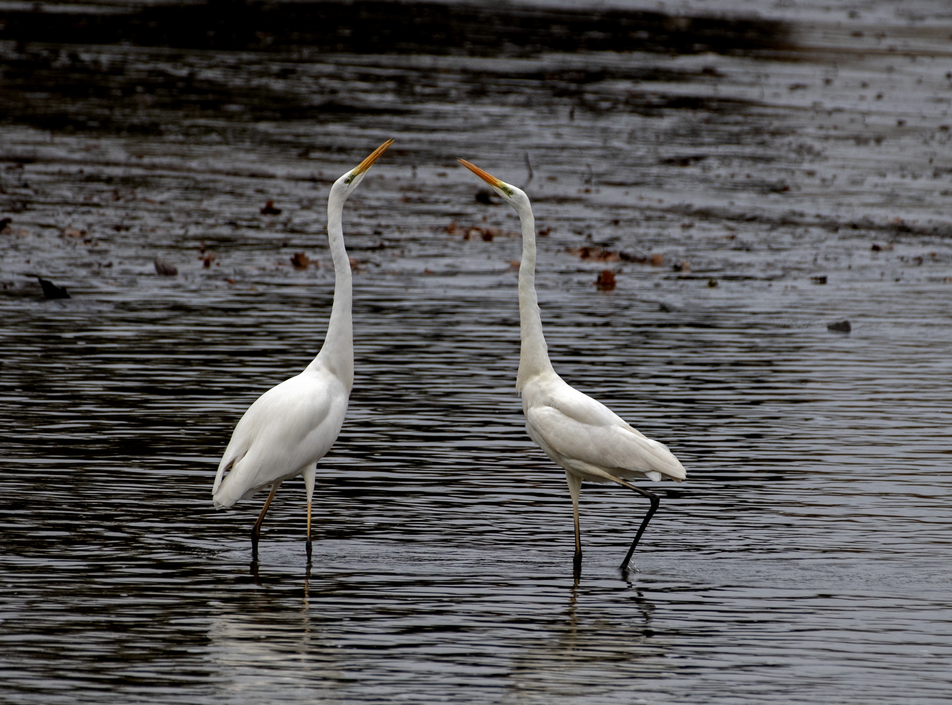 Tančící volavky bílé