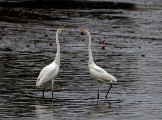 Tančící volavky bílé