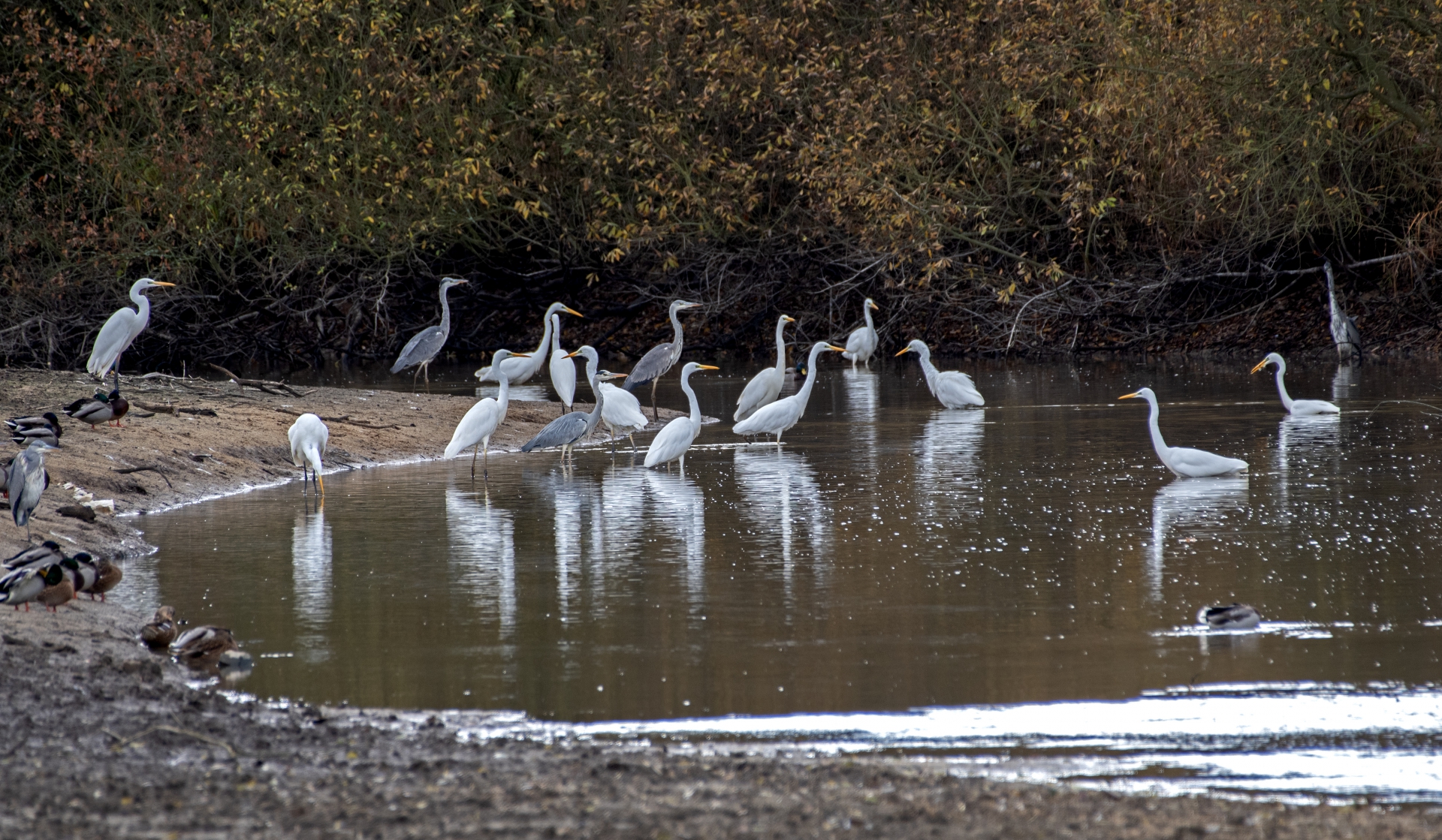 Volavky bílé a popelavé