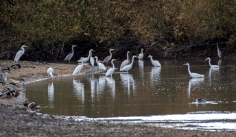 Volavky bílé a popelavé