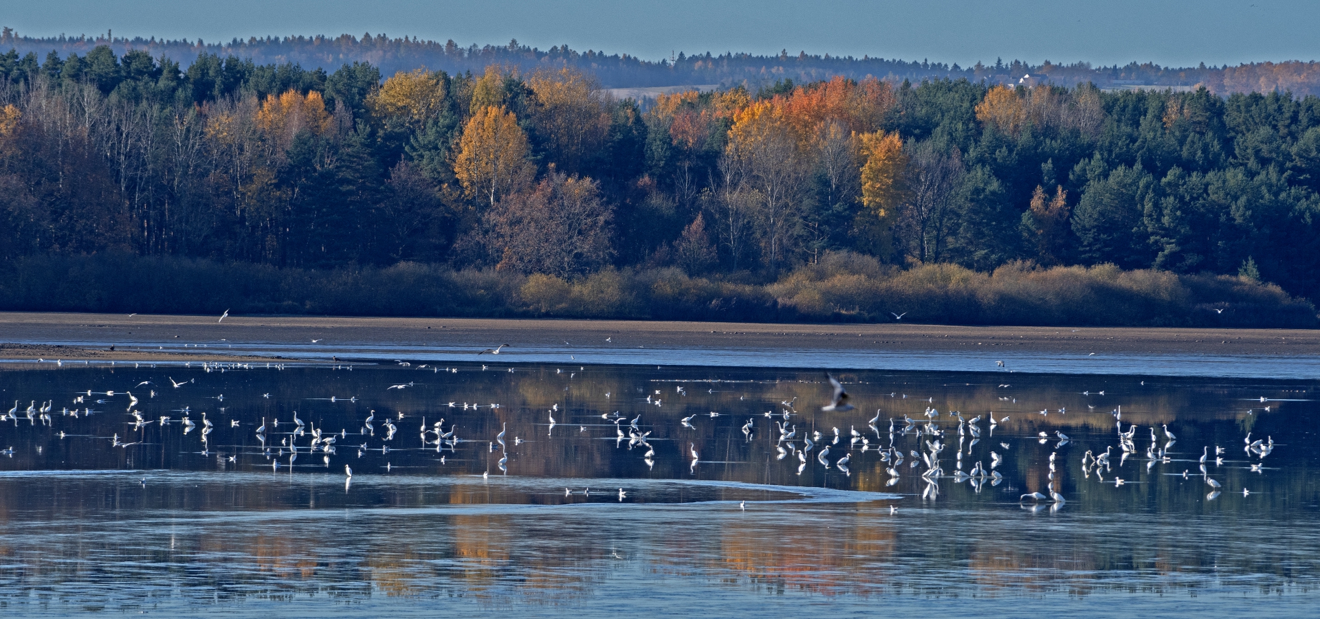 Výlov rybníka Dvořiště