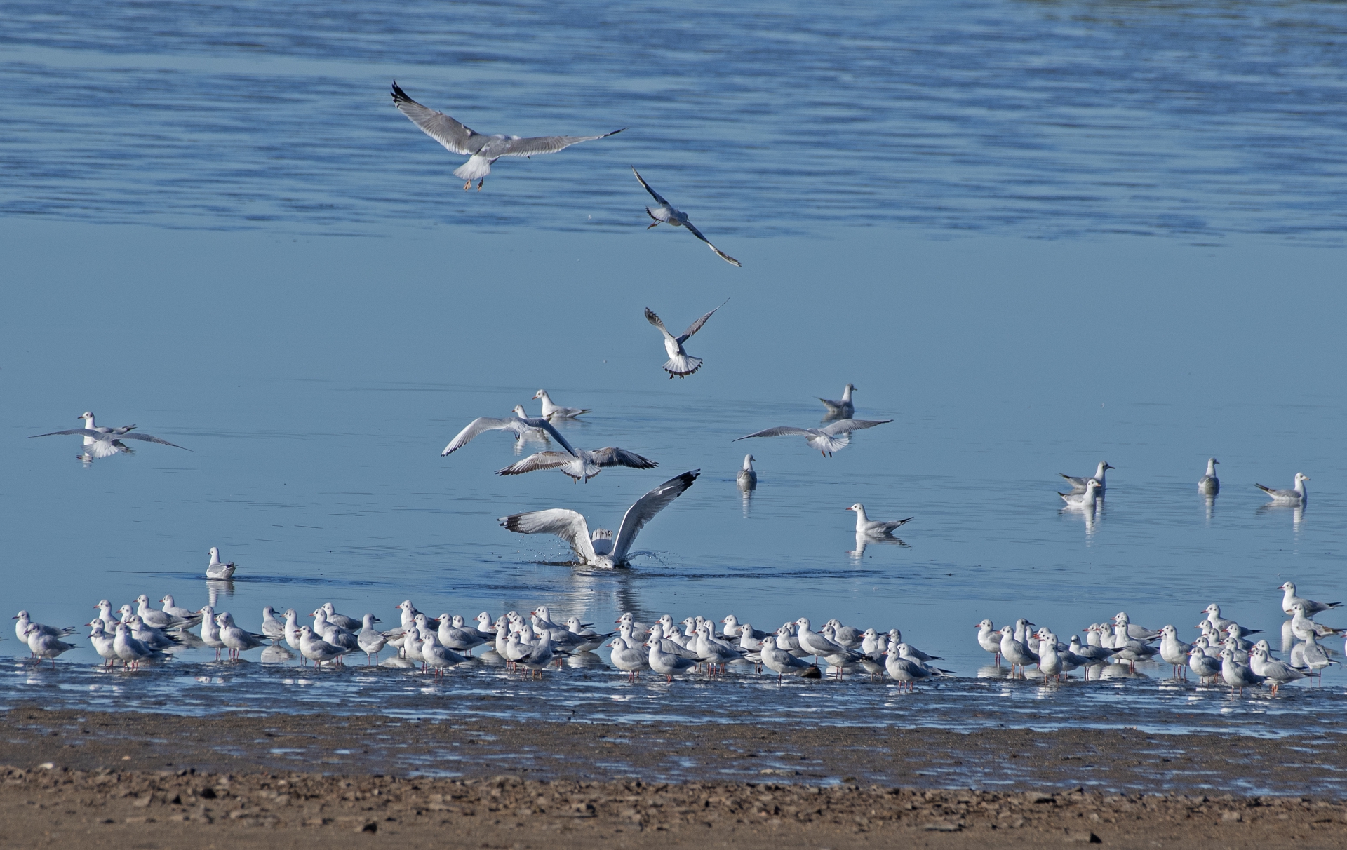 Výlov rybníka Dvořiště