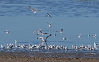 Výlov rybníka Dvořiště