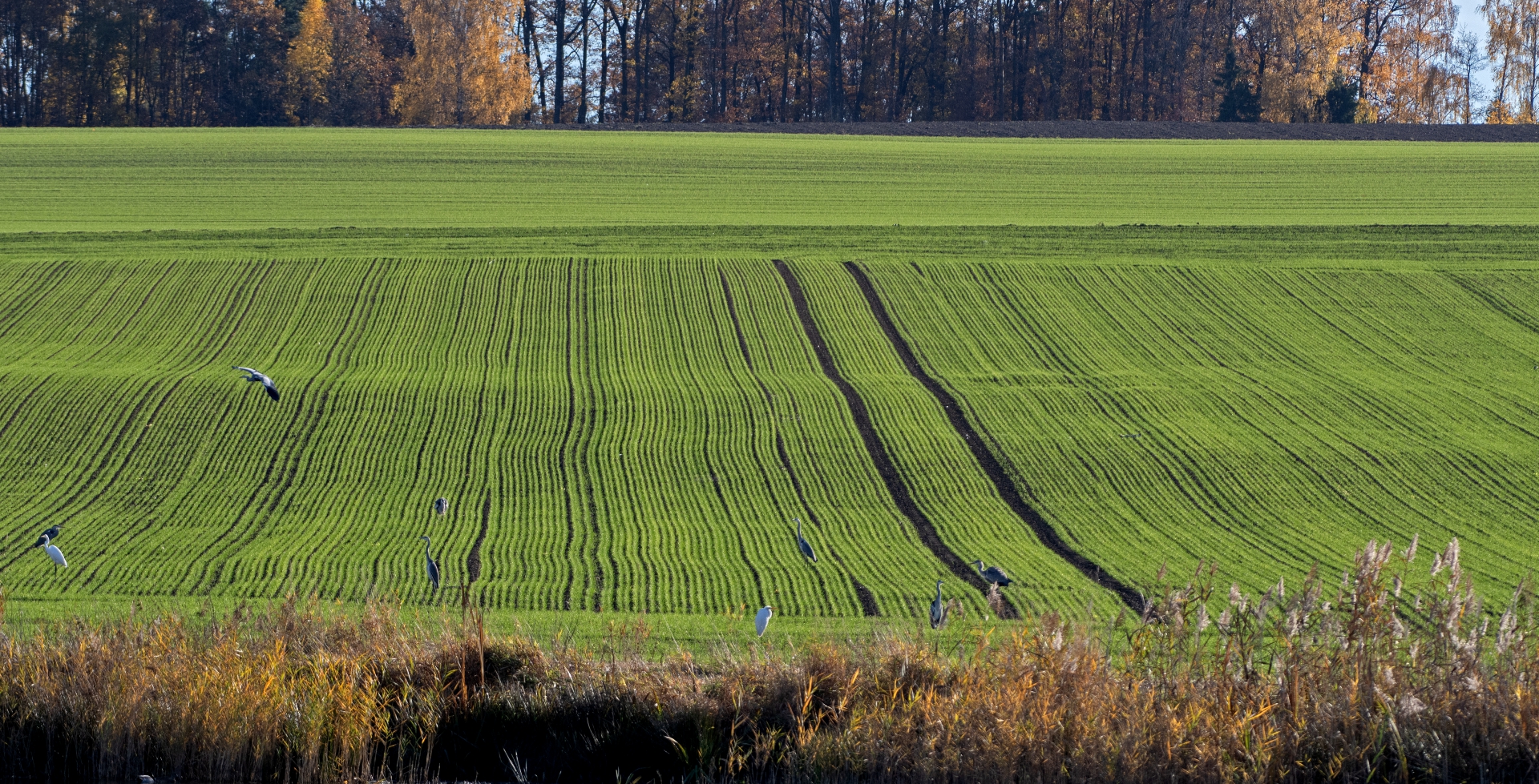 Krajina s volavkami u Dolního rybníka  u Novosedel