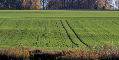 Krajina s volavkami u Dolního rybníka  u Novosedel