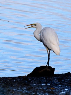 Volavka bílá s kořistí