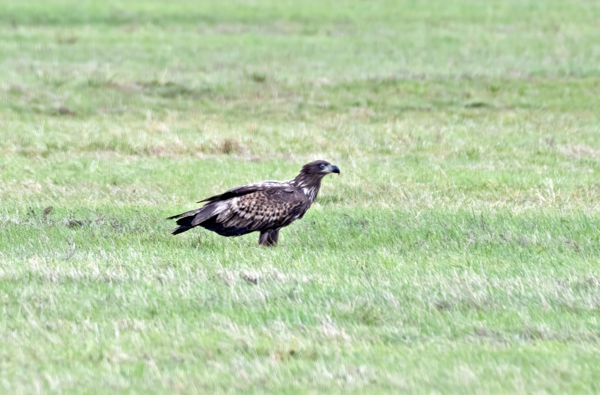 Mladý orel mořský