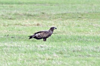 Mladý orel mořský